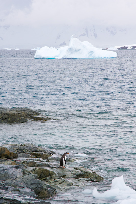Gentoo Penguin On Shore